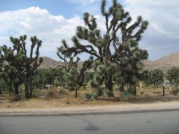 Joshua Tree